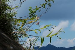 Photo 11 of Lilium speciosum