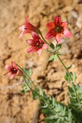 Photo 3 of Lilium spp.