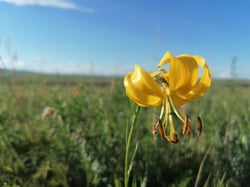 Photo 2 of Lilium spp.