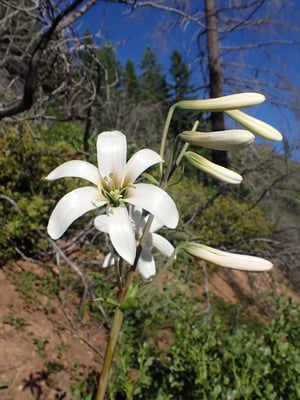 Photo 1 of Lilium spp.