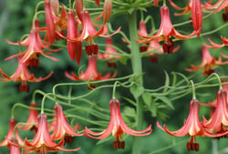 Photo 6 of Lilium spp.