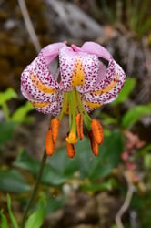 Photo 7 of Lilium spp.