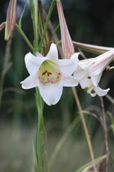 Photo 4 of Lilium spp.