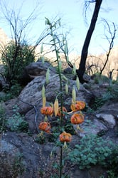 Photo 5 of Lilium spp.