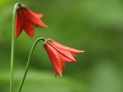 Photo 8 of Lilium spp.