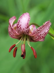 Photo 9 of Lilium spp.