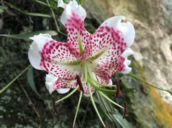 Photo 6 of Lilium speciosum