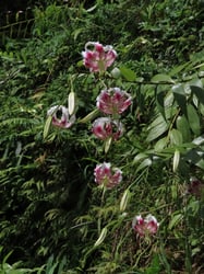 Photo 8 of Lilium speciosum