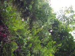Photo 3 of Lilium speciosum