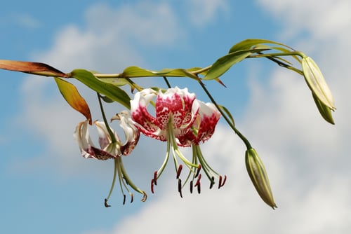 Photo 1 of Lilium speciosum