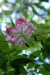 Photo 7 of Lilium speciosum