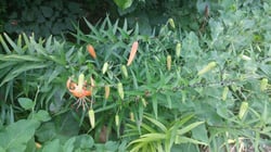Photo 4 of Lilium tigrinum