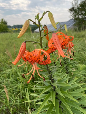 Photo 1 of Lilium tigrinum
