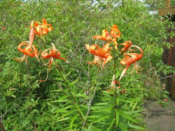 Photo 2 of Lilium tigrinum