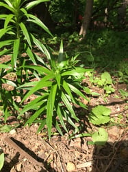 Photo 3 of Lilium tigrinum