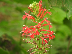 Photo 4 of Lobelia cardinalis