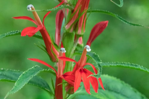 Photo 1 of Lobelia cardinalis