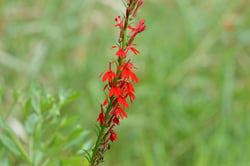 Photo 7 of Lobelia cardinalis