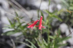 Photo 5 of Lobelia cardinalis
