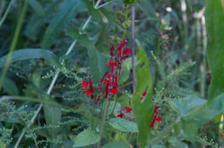Photo 3 of Lobelia cardinalis