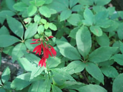 Photo 6 of Lobelia cardinalis