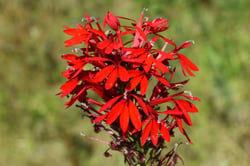Photo 2 of Lobelia cardinalis