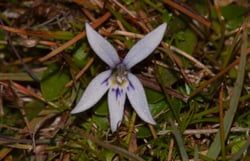 Photo 4 of Lobelia spp.