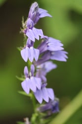 Photo 3 of Lobelia spp.