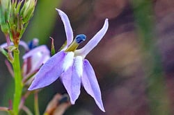 Photo 6 of Lobelia spp.