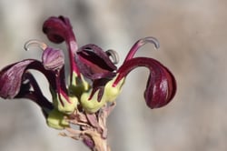 Photo 7 of Lobelia spp.