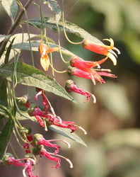 Photo 2 of Lobelia spp.