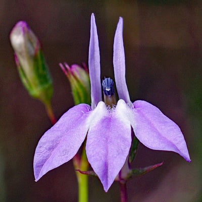 Photo 1 of Lobelia spp.