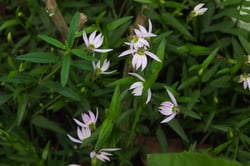 Photo 8 of Lobelia spp.