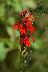 Photo 5 of Lobelia spp.