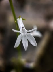 Photo 9 of Lobelia spp.