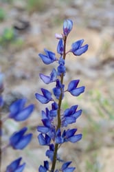 Photo 4 of Lupinus spp.