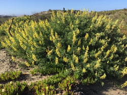 Photo 5 of Lupinus spp.