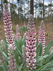 Photo 6 of Lupinus spp.