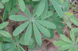 Photo 7 of Lupinus spp.