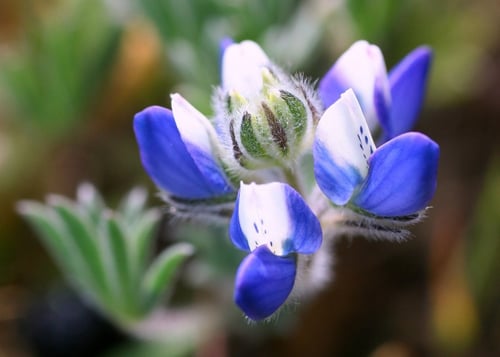 Photo 1 of Lupinus spp.