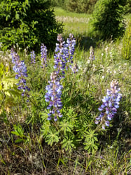 Photo 2 of Lupinus spp.