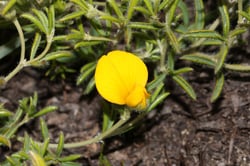 Photo 8 of Lupinus spp.