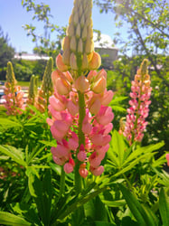 Photo 3 of Lupinus spp.