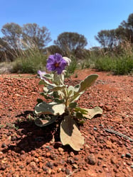 Photo 7 of Lycopersicon spp.