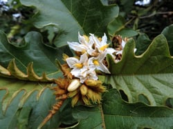 Photo 3 of Lycopersicon spp.