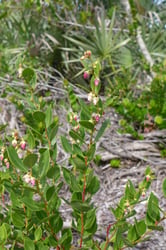 Photo 6 of Lyonia spp.