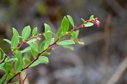 Photo 4 of Lyonia spp.