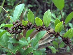 Photo 3 of Lyonia spp.