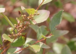 Photo 7 of Lyonia spp.