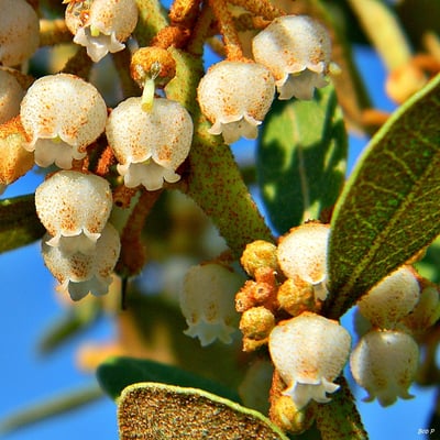 Photo 1 of Lyonia spp.
